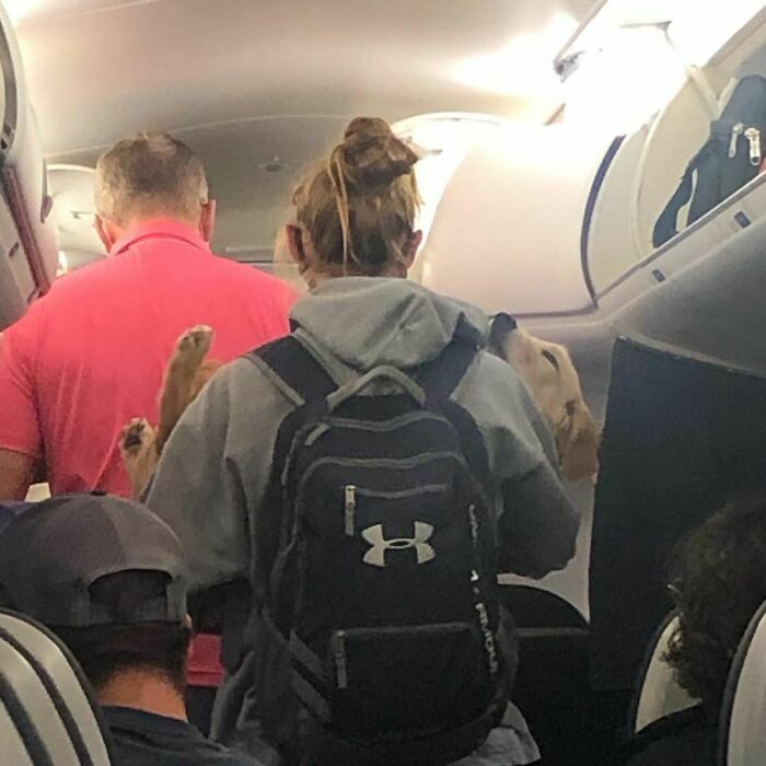 35 Funny And Adorable Dogs That Were Sneakily Photographed And Ended On Up On ‘Dogs Poorly Photographed’ IG Page