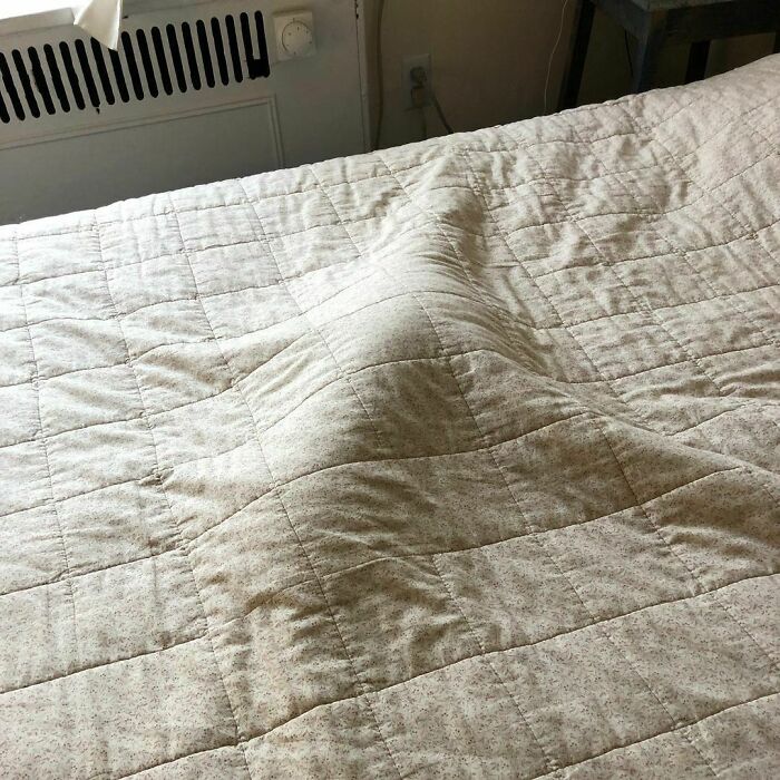 35 Funny And Adorable Dogs That Were Sneakily Photographed And Ended On Up On ‘Dogs Poorly Photographed’ IG Page