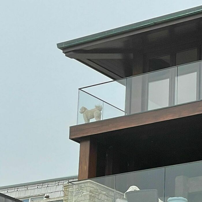 Poorly-Photographed-Dogs