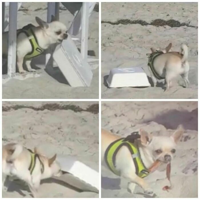 35 Funny And Adorable Dogs That Were Sneakily Photographed And Ended On Up On ‘Dogs Poorly Photographed’ IG Page