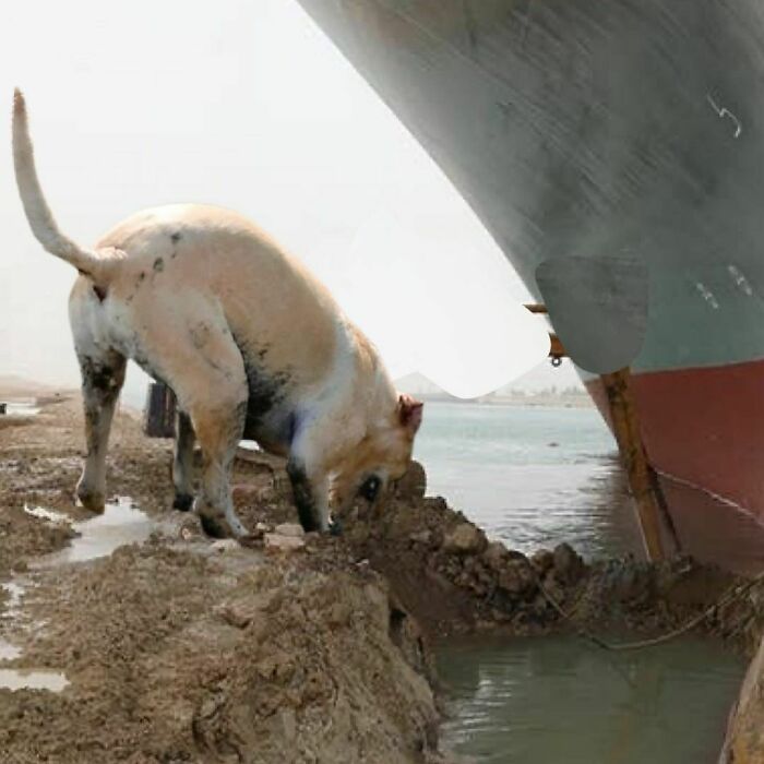 Poorly-Photographed-Dogs