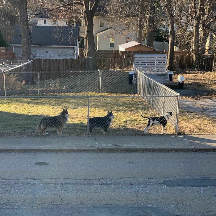 Poorly-Photographed-Dogs