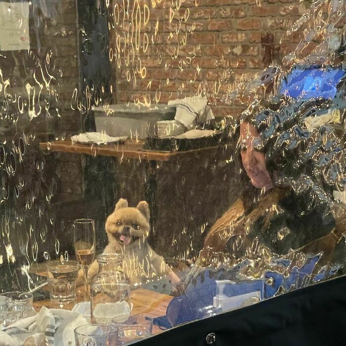 35 Funny And Adorable Dogs That Were Sneakily Photographed And Ended On Up On ‘Dogs Poorly Photographed’ IG Page