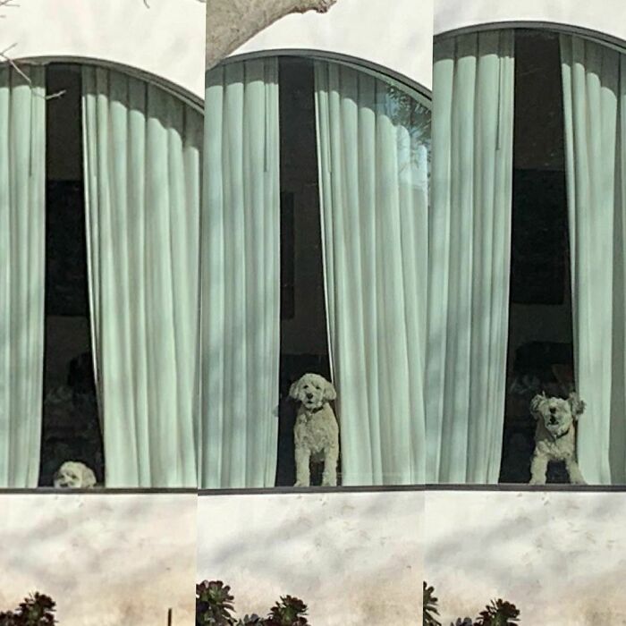 Poorly-Photographed-Dogs