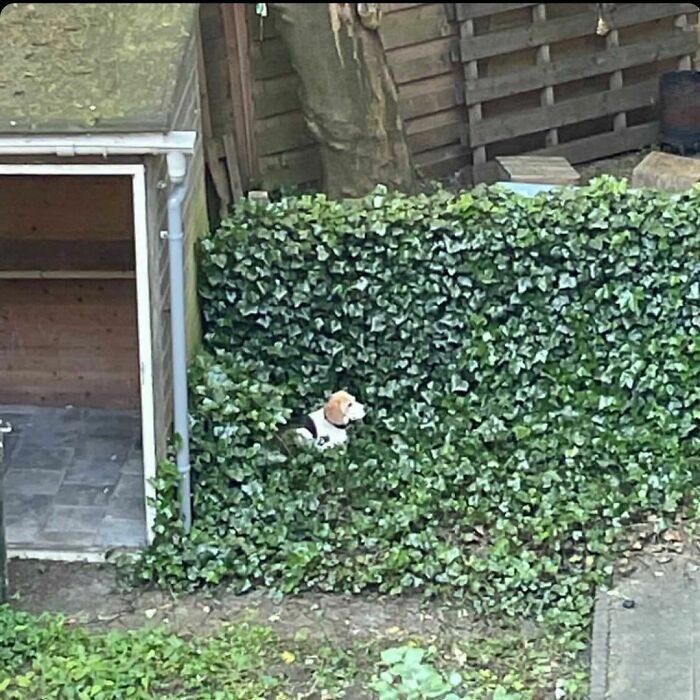 35 Funny And Adorable Dogs That Were Sneakily Photographed And Ended On Up On ‘Dogs Poorly Photographed’ IG Page