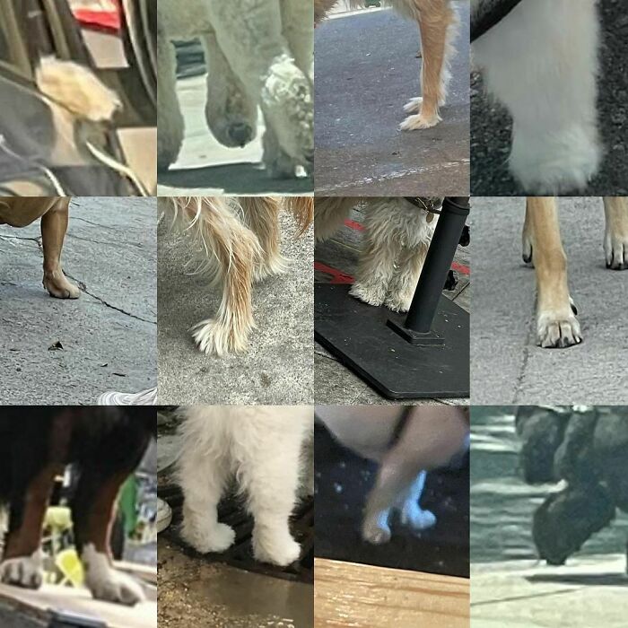 Poorly-Photographed-Dogs