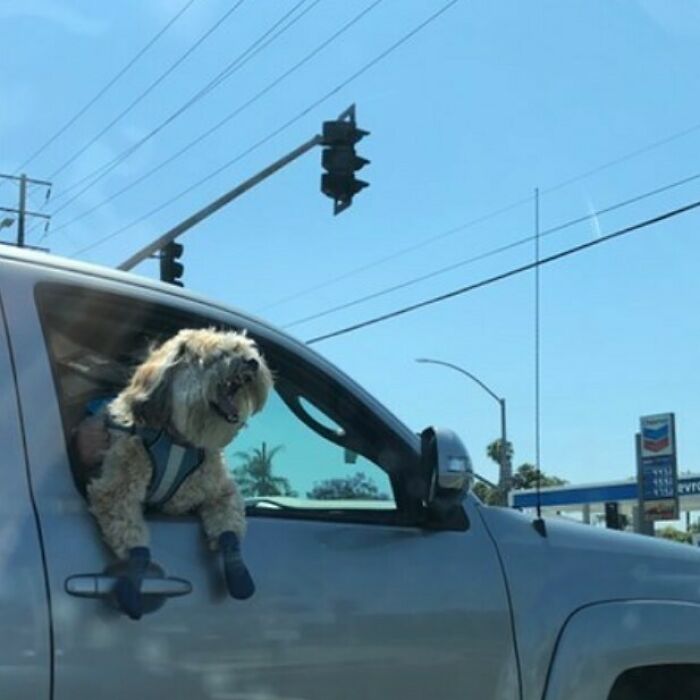 35 Funny And Adorable Dogs That Were Sneakily Photographed And Ended On Up On ‘Dogs Poorly Photographed’ IG Page