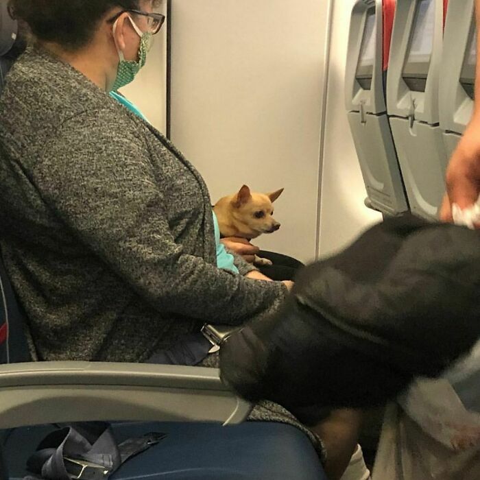 Poorly-Photographed-Dogs