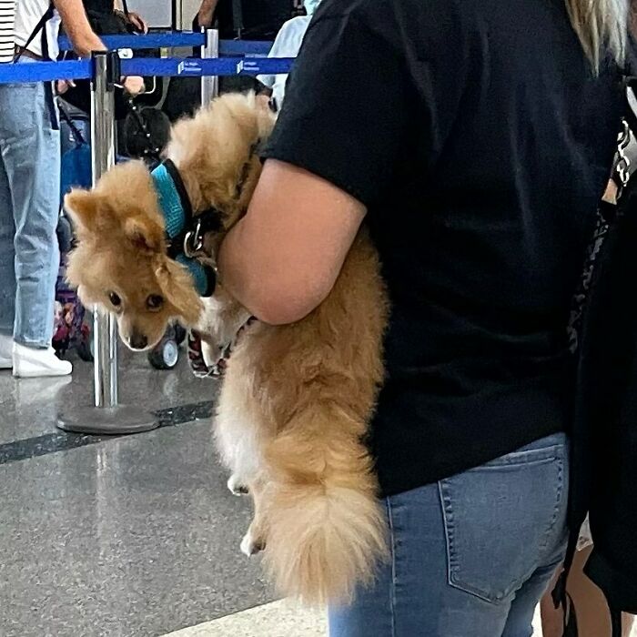 Poorly-Photographed-Dogs