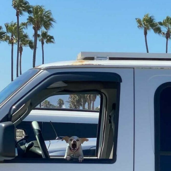 35 Funny And Adorable Dogs That Were Sneakily Photographed And Ended On Up On ‘Dogs Poorly Photographed’ IG Page