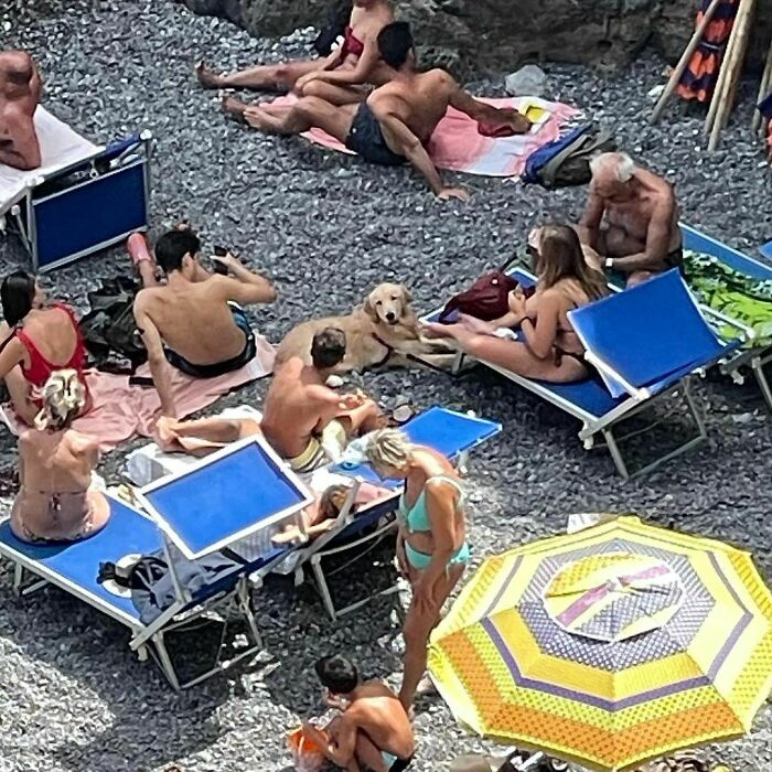 35 Funny And Adorable Dogs That Were Sneakily Photographed And Ended On Up On ‘Dogs Poorly Photographed’ IG Page