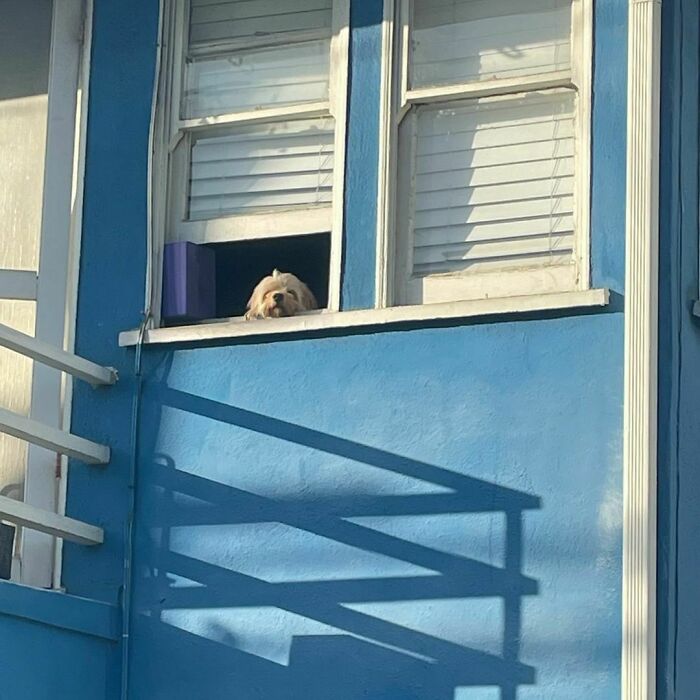 Poorly-Photographed-Dogs