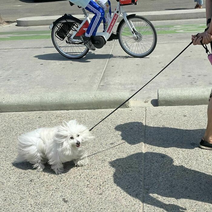 Poorly-Photographed-Dogs