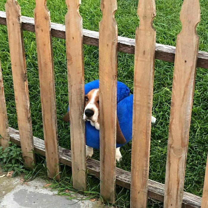 Poorly-Photographed-Dogs