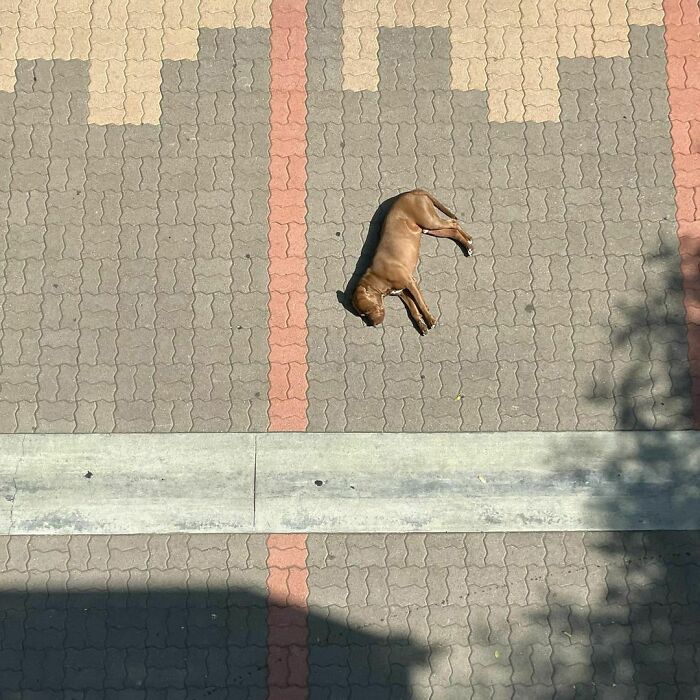 Poorly-Photographed-Dogs