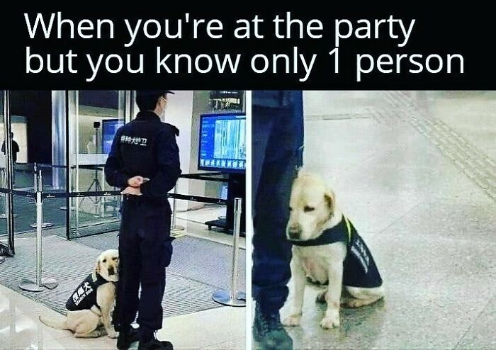 A meme from Introvert Nation showing a shy puppy sitting beside a security guard at a party, symbolizing introvert feelings.