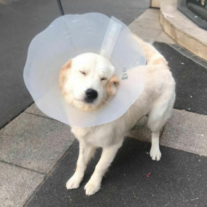 Poorly-Photographed-Dogs