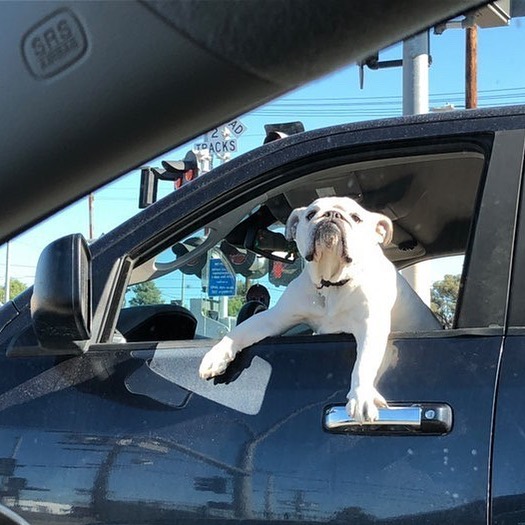 35 Funny And Adorable Dogs That Were Sneakily Photographed And Ended On Up On ‘Dogs Poorly Photographed’ IG Page