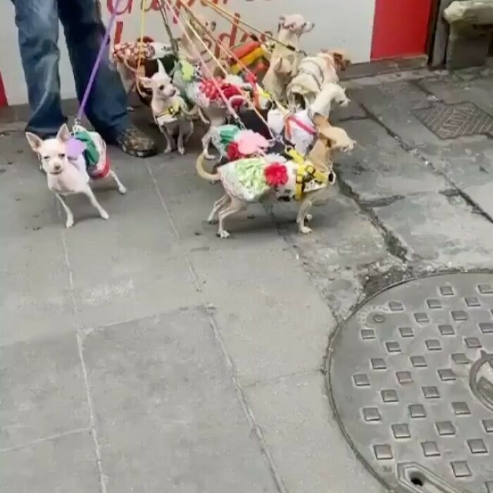 Poorly-Photographed-Dogs