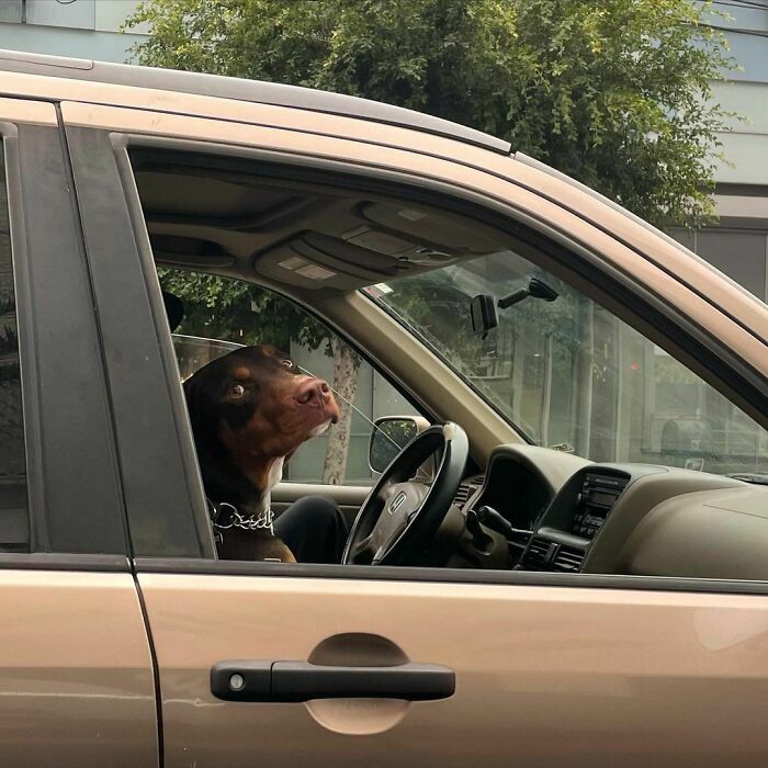 35 Funny And Adorable Dogs That Were Sneakily Photographed And Ended On Up On ‘Dogs Poorly Photographed’ IG Page