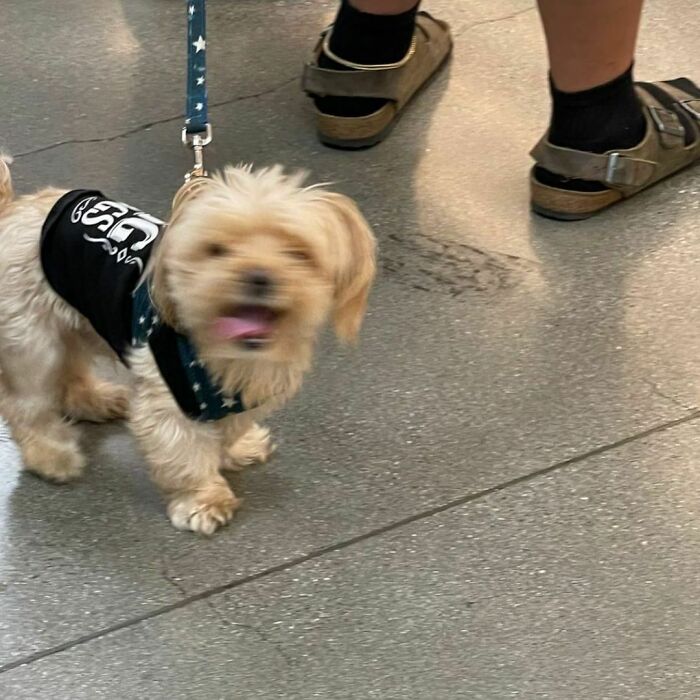 Poorly-Photographed-Dogs