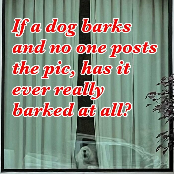 Poorly-Photographed-Dogs