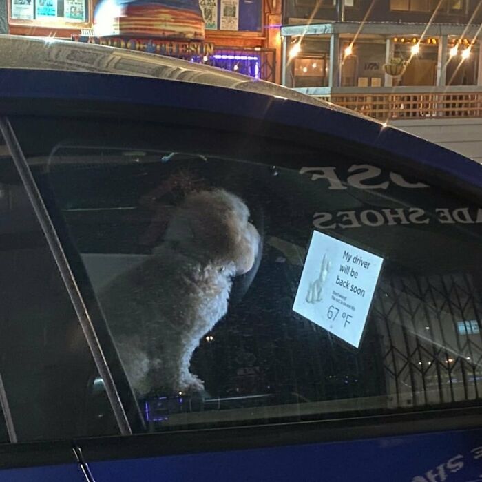 35 Funny And Adorable Dogs That Were Sneakily Photographed And Ended On Up On ‘Dogs Poorly Photographed’ IG Page