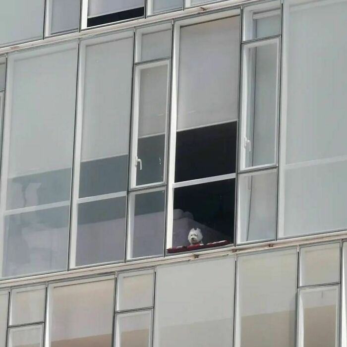 35 Funny And Adorable Dogs That Were Sneakily Photographed And Ended On Up On ‘Dogs Poorly Photographed’ IG Page