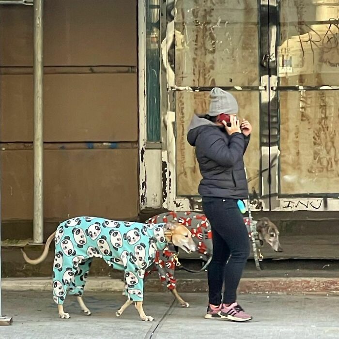 Poorly-Photographed-Dogs