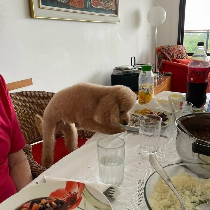 Poorly-Photographed-Dogs