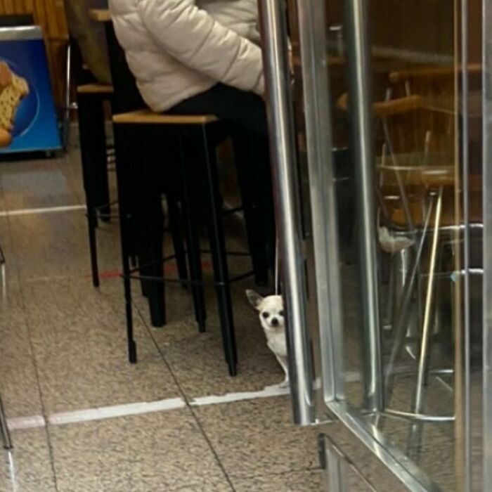 Poorly-Photographed-Dogs