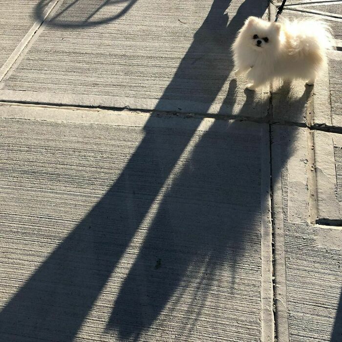 Poorly-Photographed-Dogs