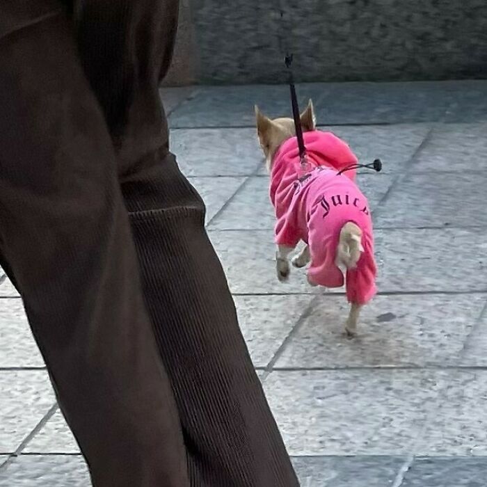 Poorly-Photographed-Dogs