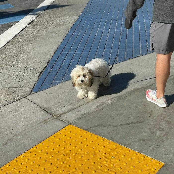 Poorly-Photographed-Dogs