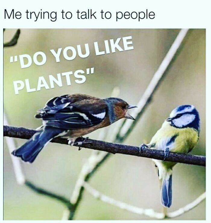 Two birds on a branch, one loudly asking do you like plants, representing introvert nation humor.