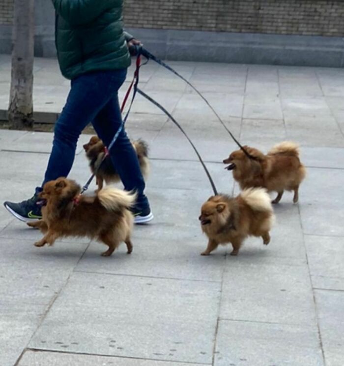 35 Funny And Adorable Dogs That Were Sneakily Photographed And Ended On Up On ‘Dogs Poorly Photographed’ IG Page