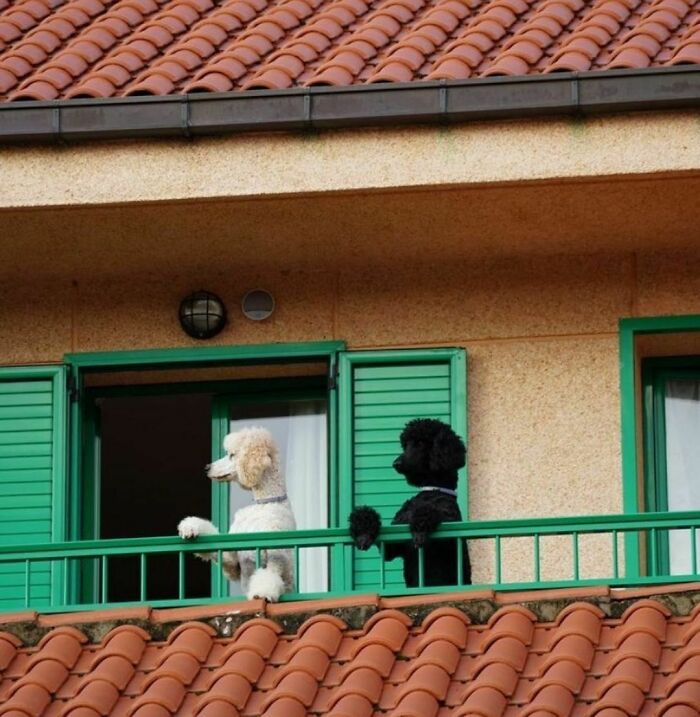 35 Funny And Adorable Dogs That Were Sneakily Photographed And Ended On Up On ‘Dogs Poorly Photographed’ IG Page