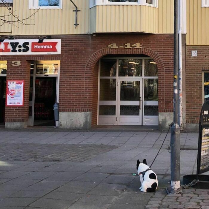 Poorly-Photographed-Dogs