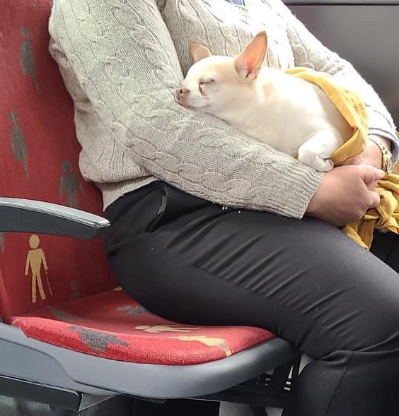 35 Funny And Adorable Dogs That Were Sneakily Photographed And Ended On Up On ‘Dogs Poorly Photographed’ IG Page