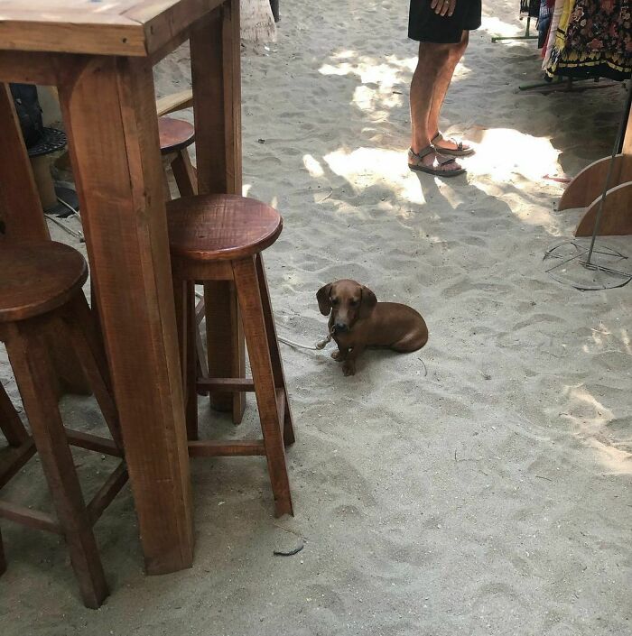 35 Funny And Adorable Dogs That Were Sneakily Photographed And Ended On Up On ‘Dogs Poorly Photographed’ IG Page