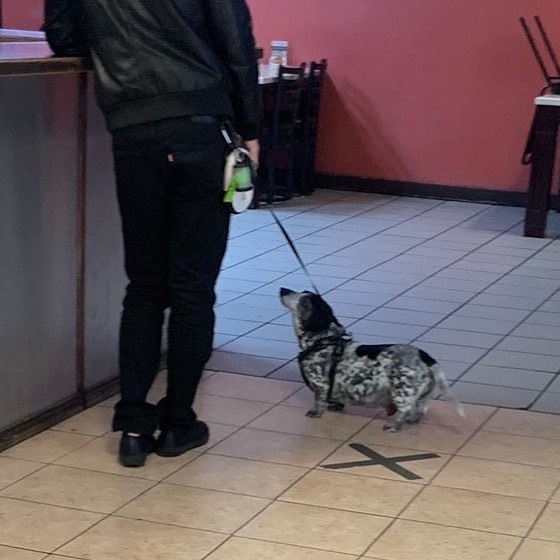 Poorly-Photographed-Dogs