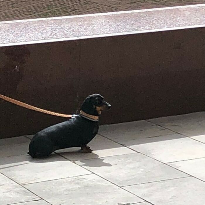 Poorly-Photographed-Dogs