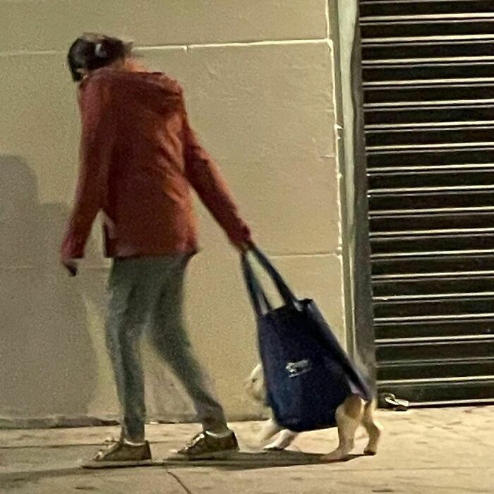 Poorly-Photographed-Dogs