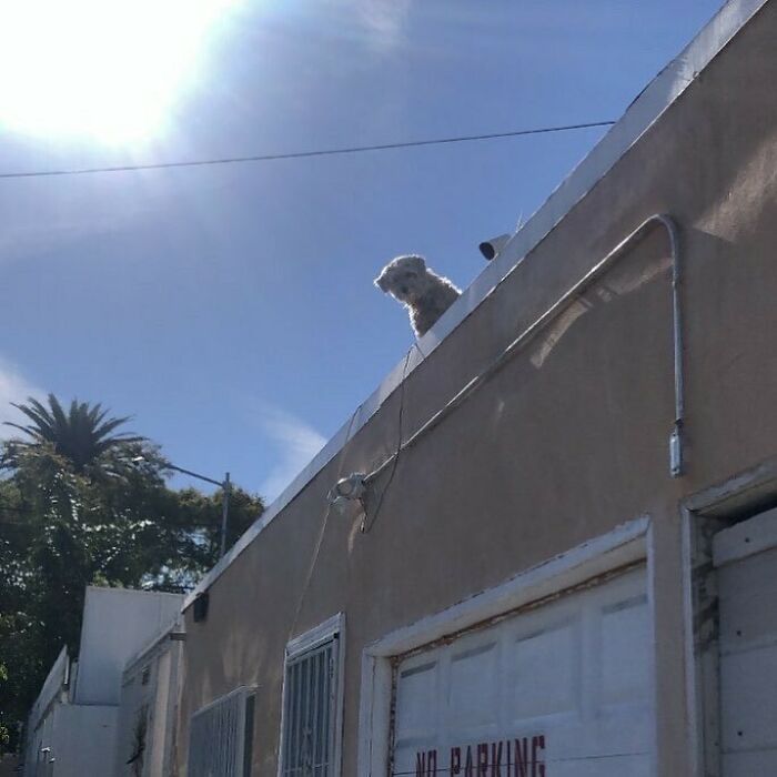 Poorly-Photographed-Dogs