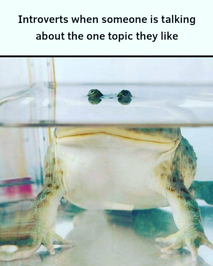 Frog partially submerged in water with text about introverts excited to hear their favorite topic, introvert nation meme.
