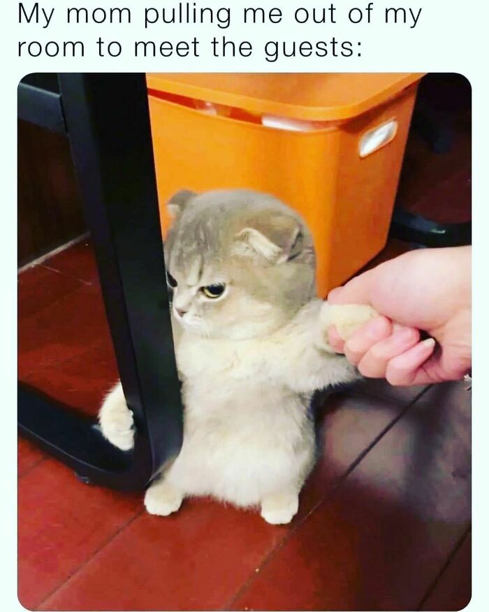 Small cat being pulled reluctantly from behind a chair, illustrating introvert nation humor about meeting guests.