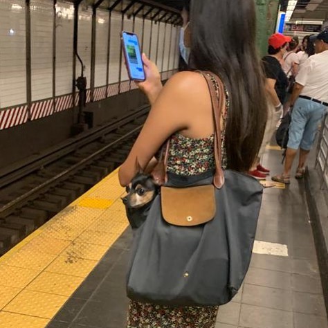 Poorly-Photographed-Dogs