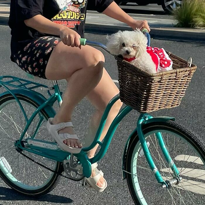 Poorly-Photographed-Dogs