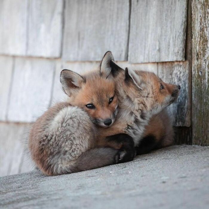 The Fox Never Found A Better Messenger Than Himself