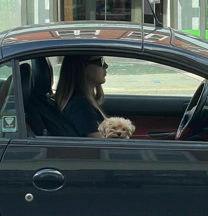 35 Funny And Adorable Dogs That Were Sneakily Photographed And Ended On Up On ‘Dogs Poorly Photographed’ IG Page